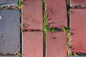 Abstract background with  paving tiles with young grass between the seams