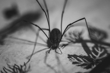 Weberknecht Makro beim verspeisen eines Insekts