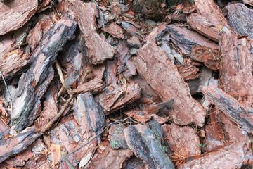 Abstract texture with peeled pine bark