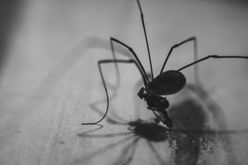 Weberknecht Makro beim verspeisen eines Insekts