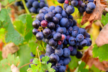 Ripe red grapes growing on vineyards in Campania, South of Italy used for making red wine