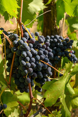 Ripe red grapes growing on vineyards in Campania, South of Italy used for making red wine