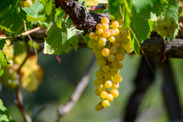 Ripe white grapes growing on vineyards in Campania, South of Italy used for making white wine