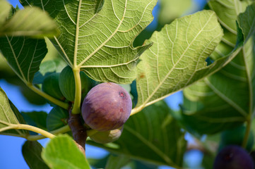 Sweet fig fruits ripening on big tree in summer