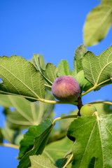 Sweet fig fruits ripening on big tree in summer