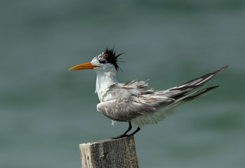 Closeup of a Greater Crested Tern