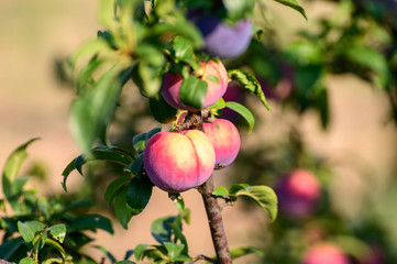 Plum fruits ripening on tree in orchard