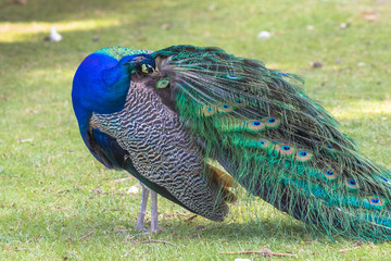 Fototapeta premium Adult Male Peacock in the grass
