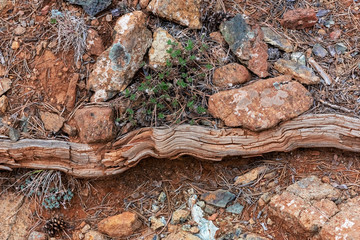 Abstract texture with stones, driftwood and plants sprouting through the sand