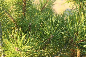 Christmas tree branches pine trees with long green needles illuminated by the sun green natural background