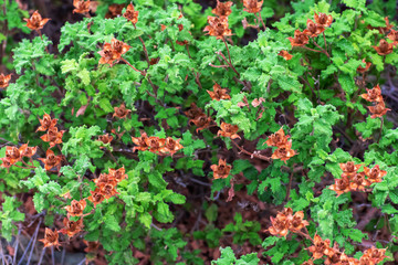 Abstract texture with bush of mountain Cyprus plant