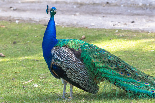 Adult Male Peacock in the grass
