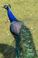 Obraz premium Adult Male Peacock in the grass