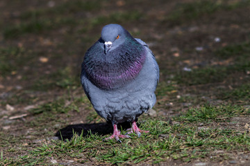 Fat pigeon