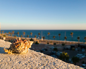 Caracola en un balcón con el mar de fondo en un atardecer, playa de fondo con palmeras