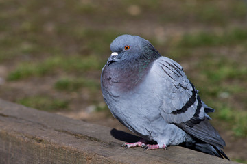 Fat pigeon