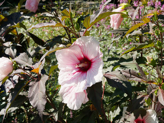 Hibiscus moscheutos 'carousel- Joli Coeur' - Hibiscus ou rose des marais. Grande fleur en coupe...