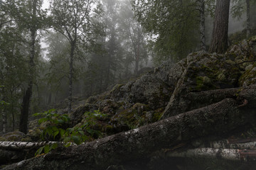 forest in the morning