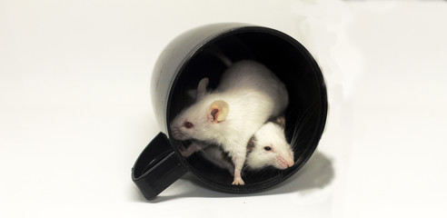 Two mice in cup