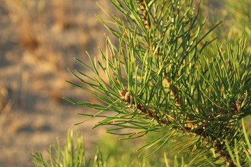 Christmas tree branches pine trees with long green needles illuminated by the sun green natural background