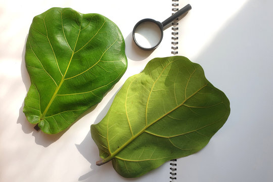 Top view fiddle-leaf fig tree leaves and magnifying glass (Ficus lyrata) on a white paper background. 