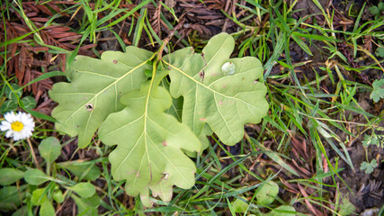 
Water drop on an oak leaf