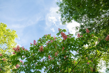 
Magnificent, chestnut tree in bloom, pretty pink clusters, the head in a cottony blue sky