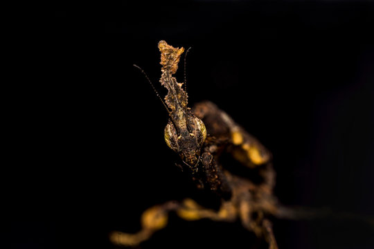 Phyllocrania paradoxa