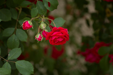 Red Rose on the Branch in the Garden. Close-up photo