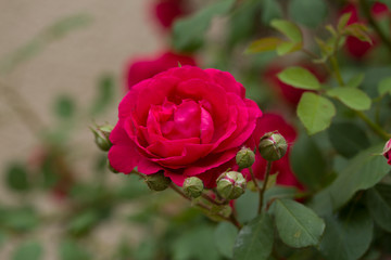 Red Rose on the Branch in the Garden. Close-up photo