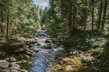 A large waterfall in a forest