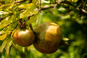 Pomegranates