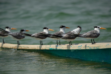 Greater Crested Terns perched on a boat. Selective focus on the front