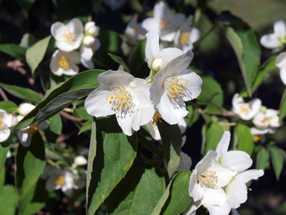 Jasmine flowers 4