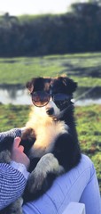 dog with glasses