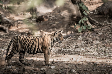 Fototapeta na wymiar fine art image of Young wild female tiger of Ranthambore Shifted to Mukundra hills tiger reserve becomes first tigress of this national park under tiger relocation project in india