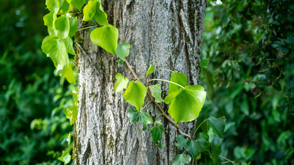 Close-up of a tree trunk with nicely drawn gray bark, surrounded by an ivy stalk