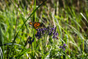 Monarch Butterfly on a Flower