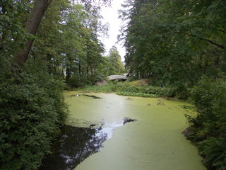 Obraz premium river in the forest