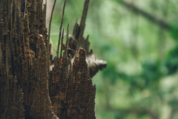 Detalle de tronco roto y seco