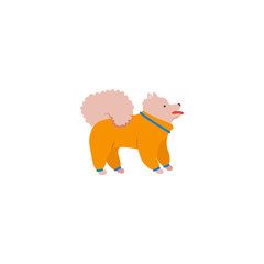 Obraz premium Funny cartoon style icon of pomeranian spitz for different design. Cute family dog.