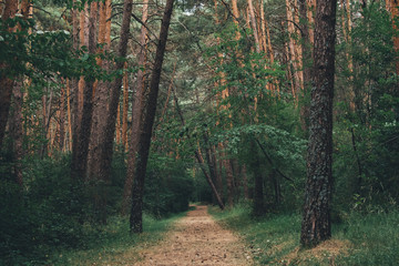 Camino misterioso en el bosque sin gente