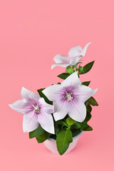 White and purple booming 'Platycodon Grandiflorus Fuji Pink' balloon flower plant isolated on pink background