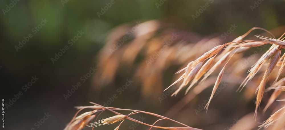 Wall mural spikelets of weeds at dawn. close-up, narrow focus.