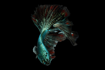 Moving moment beautiful. Green red gold metallic beta fish on black background. Other name is siamese betta fish, Pla - Kad, fighting fish. Male fish have long tail and colorful.