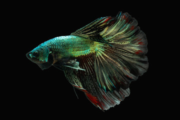 Moving moment beautiful. Green red gold metallic beta fish on black background. Other name is siamese betta fish, Pla - Kad, fighting fish. Male fish have long tail and colorful.