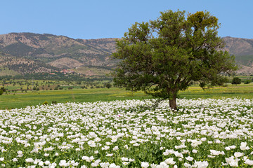 Fototapeta na wymiar Opium poppies known as Papaver Somniferum in Latin, Turkey.