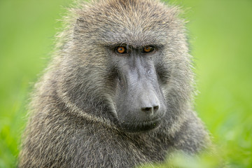 Olive baboon in Kenya East Africa