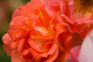 Dew drops close up petals on beautiful bi colored rose 
