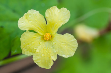 yellow flower with dew drops